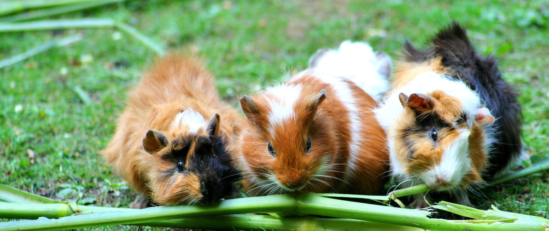 Guinea pigs eating